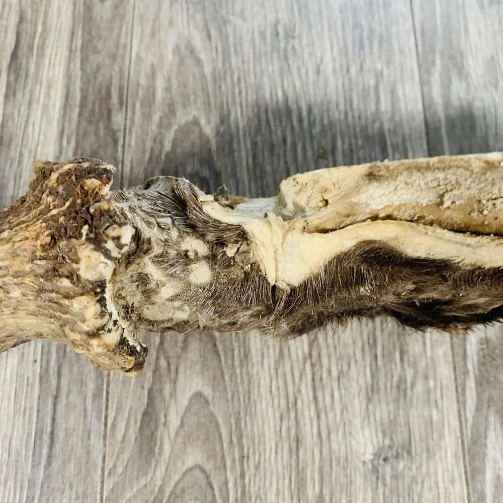 Naturally Shed Wild Moose Antler (Horn, Knife, Carving, Chew, Taxidermy) Full - Picture 7 of 15